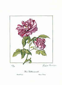 Rosa Gallica Versicolor