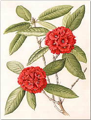 Book of Rhododendrons