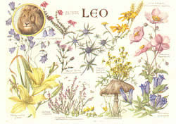 Leo 24 Jul - 23 Aug