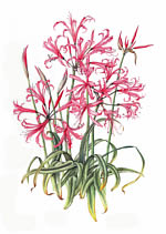 Nerine Bowdenii