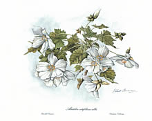Abutilon Vitifolium Alba