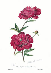 Paeony 'Instituteur Doriat'