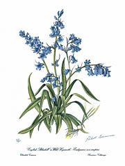 English Bluebell