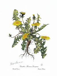 Dandelion