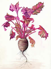 Beetroot