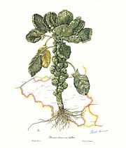 Brussel Sprouts