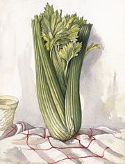 Celery
